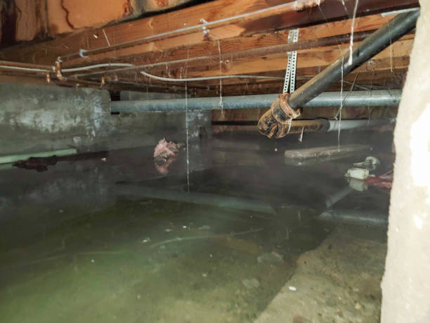 Best Water damage restoration mold remediation  in USA